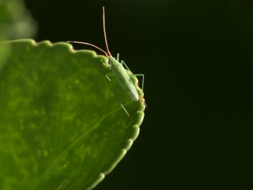 Réf. 263 707 : Trigonotylus sp.